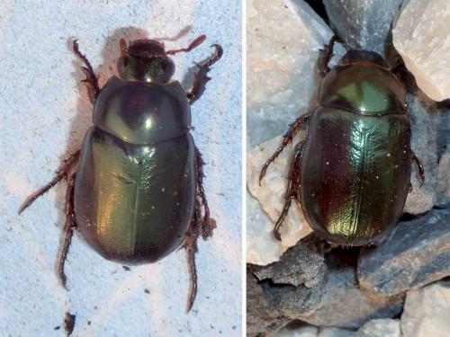Anomala sp.